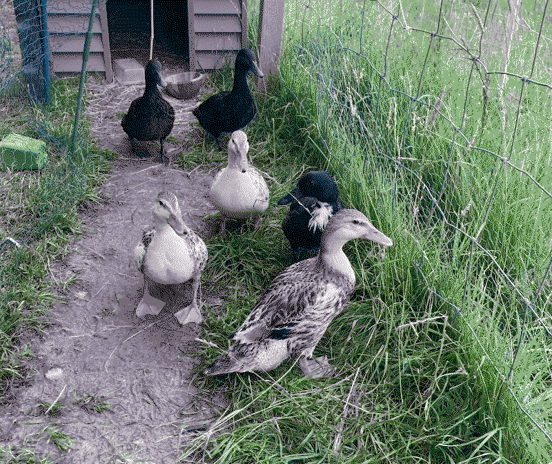 Our Bantam Silver Appleyards and East Indies