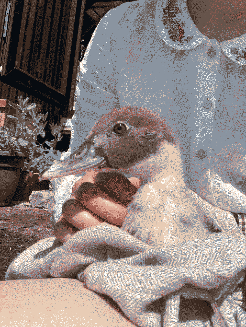 Kiki, our muscovy duckling