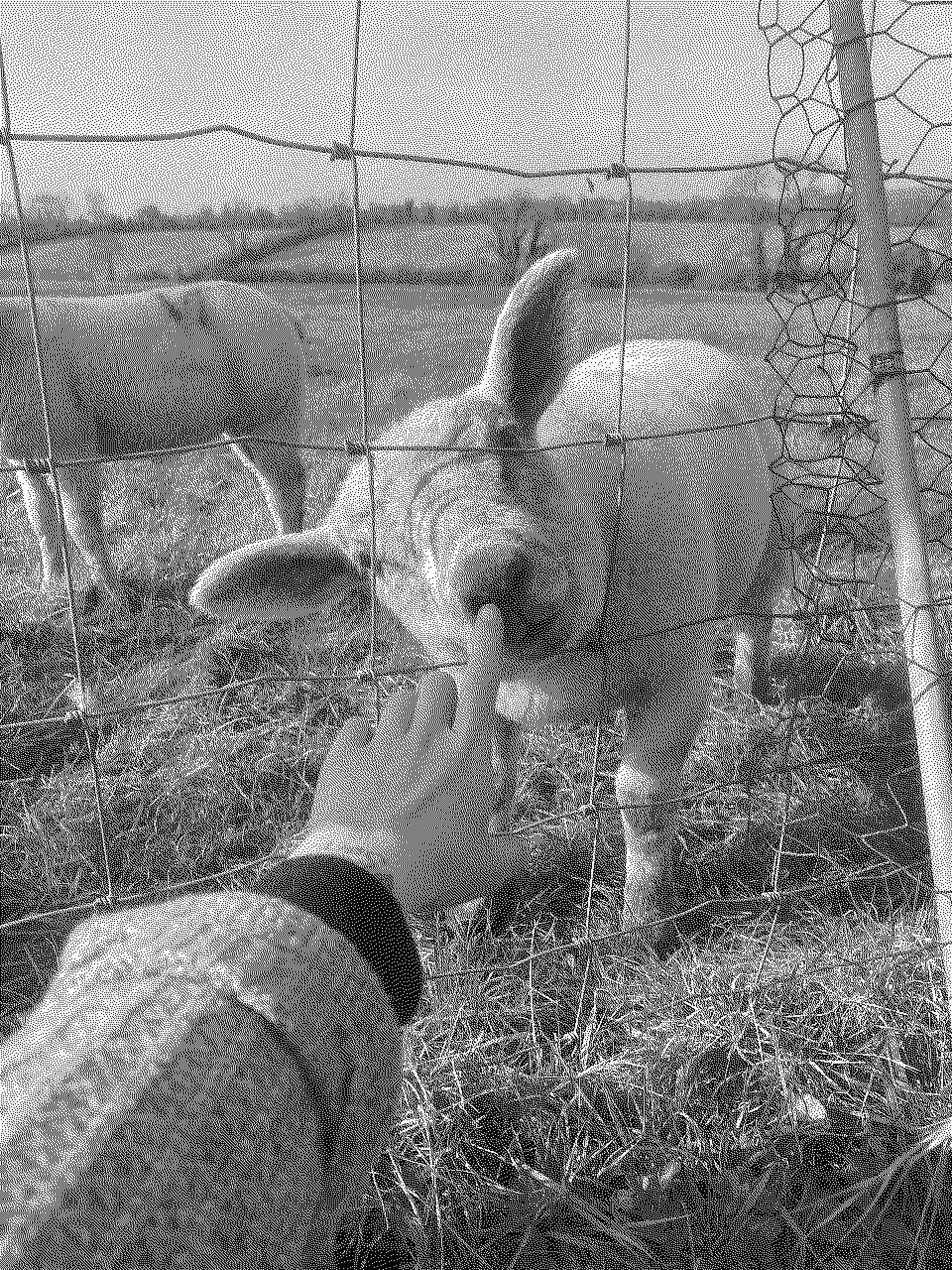 lamb boop