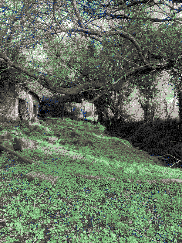 Spattered sun through the trees, a ruined old house and moss carpet