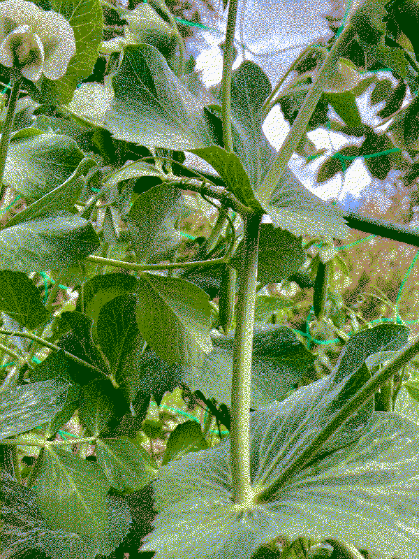 our first few flowers and pods on our pea plants