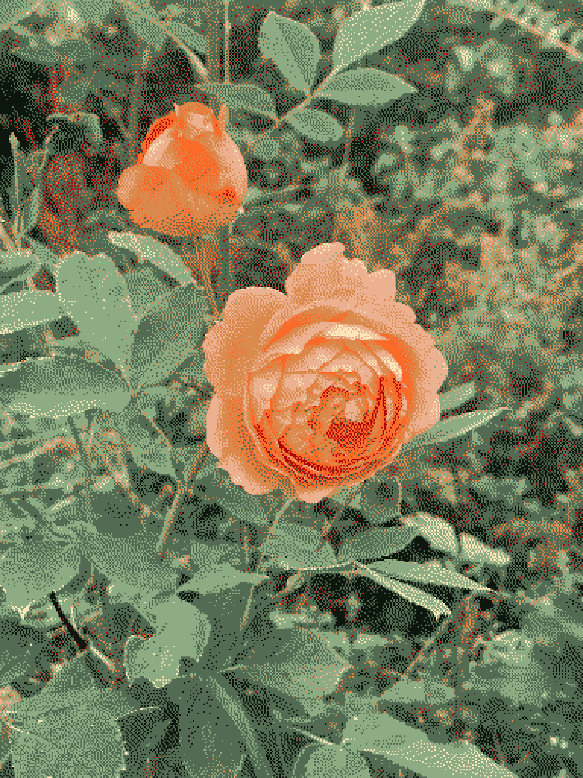 This year&rsquo;s rose
