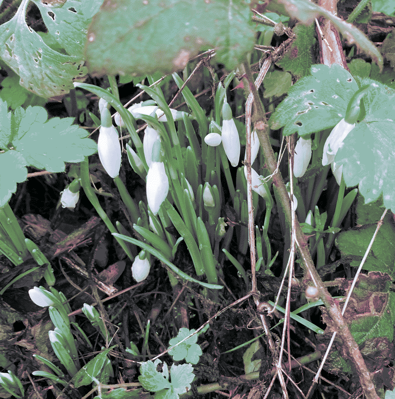The first of the snowdrops down the lane