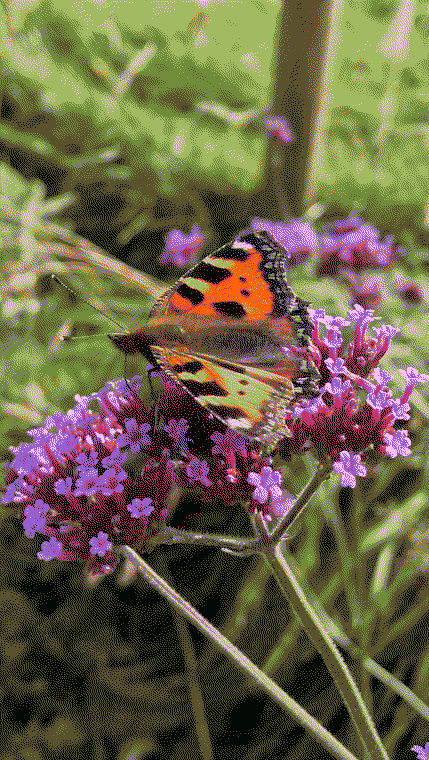 A small tortoiseshell butterfly enjoying our verbena bonariensis