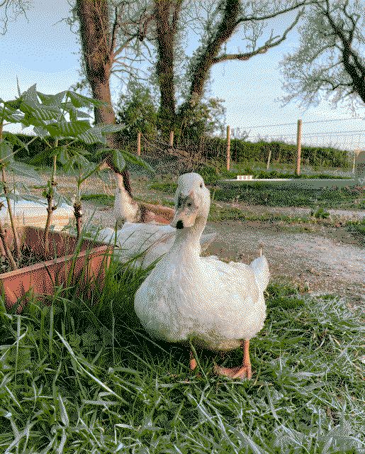 Goose, our duck, smiling