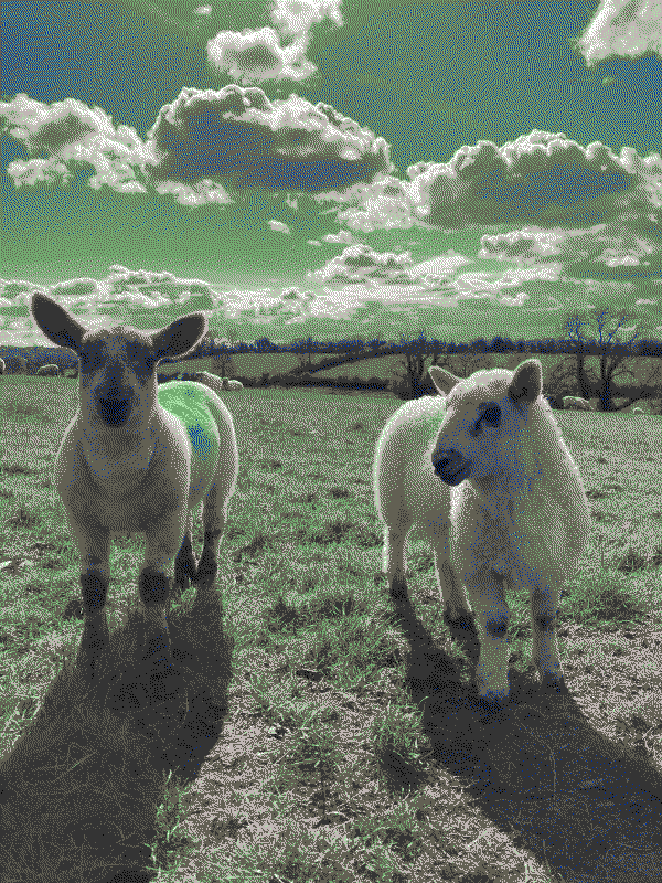Two wee lambs